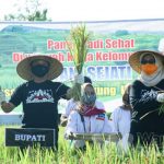 Foto : Bupati dan Wabup Lumajang saat memanen padi dengan pola tanam organik.