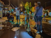 Foto: Sejumlah pemuda di Dusun Krajan, Desa Gumukmas, Kecamatan Gumukmas, saat menanam batang pohon pisang, jalur Jember - Lumajang.