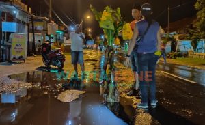 Kerap Makan Korban, Jalan Berlubang Jalur Lumajang – Jember Ditanami Pohon Pisang