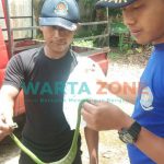 Foto: Petugas Damkar saat mengevakuasi ular bangkai laut di pekarangan rumah warga di Jember.