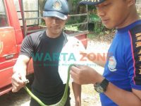 Foto: Petugas Damkar saat mengevakuasi ular bangkai laut di pekarangan rumah warga di Jember.