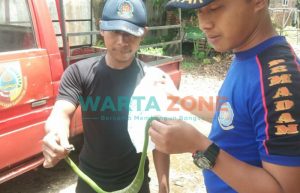Warga Jember Panik, Ular Berbisa Muncul di Pekarangan Rumah