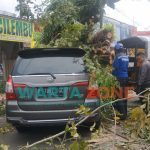 Foto: Atap Mobil Innova berplat 1987 GC tertimpa pohon yang berada di Jalan Raya Trunojoyo, Kecamatan Kaliwates, Jember.