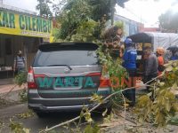 Foto: Atap Mobil Innova berplat 1987 GC tertimpa pohon yang berada di Jalan Raya Trunojoyo, Kecamatan Kaliwates, Jember.