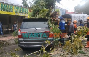 Akibat Angin Kencang, Satu Mobil Tertimpa Pohon Besar