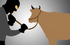 Nekat Ikut Curi Sapi, Kakek Asal Kepulauan Sumenep Ditangkap Polisi