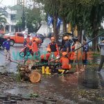 BERJIBAKU: Tim BPBD Jember saat mengevakuasi pohon tumbang (Foto: Nur Imatus Safitri)