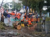 BERJIBAKU: Tim BPBD Jember saat mengevakuasi pohon tumbang (Foto: Nur Imatus Safitri)