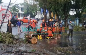 Akibat Cuaca Ekstrem, Pohon Besar di Jember Tumbang Timpa Pemotor