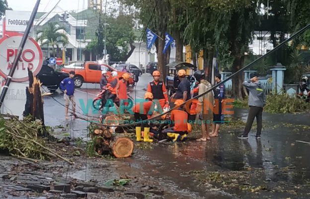 BERJIBAKU: Tim BPBD Jember saat mengevakuasi pohon tumbang (Foto: Nur Imatus Safitri)