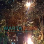 Foto: Anggota Pemadam Kebakaran saat mengevakuasi sarang tawon di kebun kelengkeng.