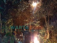 Foto: Anggota Pemadam Kebakaran saat mengevakuasi sarang tawon di kebun kelengkeng.