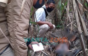 Tampak Menghitam Bekas Terbakar dengan Bau Menyengat, Sosok Mayat di Area Kebun Tebu Jember Gegerkan Warga