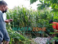 Caption: Mayat perempuan tanpa identitas ditemukan warga di tengah sawah dengan kondisi terlentang, membusuk dan mengeluarkan bau, Jumat (9/7/2021).