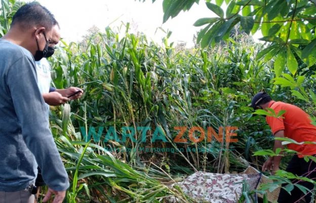Caption: Mayat perempuan tanpa identitas ditemukan warga di tengah sawah dengan kondisi terlentang, membusuk dan mengeluarkan bau, Jumat (9/7/2021).
