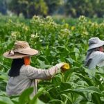 Petani tembakau (Foto: Gatra.com)