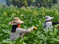 Petani tembakau (Foto: Gatra.com)
