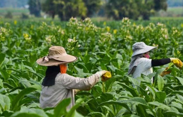 Petani tembakau (Foto: Gatra.com)