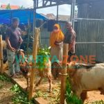ANTUSIAS: Pedagang kambing saat menunjukkan dagangannya kepada konsumen di sekitar Jalan Urip Sumoharjo Sumenep (Foto: Abd Wakid)