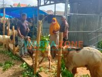 ANTUSIAS: Pedagang kambing saat menunjukkan dagangannya kepada konsumen di sekitar Jalan Urip Sumoharjo Sumenep (Foto: Abd Wakid)