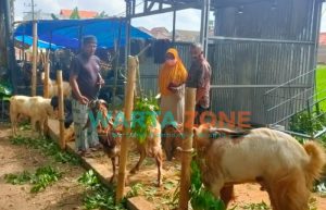 Penutupan Pasar Hewan di Sumenep Picu Kelumpuhan Ekonomi