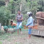 Caption: Penjual hewan kurban di Jember saat melakukan transaksi dengan pembeli.
