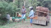 Caption: Penjual hewan kurban di Jember saat melakukan transaksi dengan pembeli.