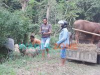 Caption: Penjual hewan kurban di Jember saat melakukan transaksi dengan pembeli.