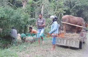 Penjualan Hewan Kurban di Jember Menurun Drastis, Pedagang Lesu