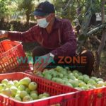 Foto: Laskar Foundation dari Jawa Timur Park (JTP) Group, berkontribusi positif dengan membeli apel dan jeruk, serta sayuran organik langsung dari petani Kota Batu.