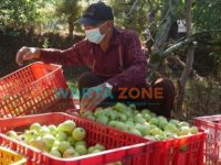 Foto: Laskar Foundation dari Jawa Timur Park (JTP) Group, berkontribusi positif dengan membeli apel dan jeruk, serta sayuran organik langsung dari petani Kota Batu.