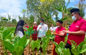 Tinjau Kondisi Petani Tembakau, ESDA Sumenep Monitoring SLPTT