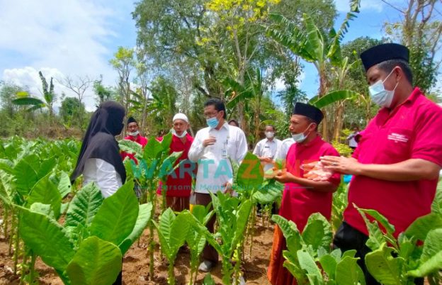 PEDULI: Kepala Bagian (Kabag) Energi dan Sumber Daya Alam (ESDA) Setkab Sumenep, M. Sahlan, saat meninjau kondisi tembakau usai acara monitoring (Foto: Abd Wakid for wartazone.com)