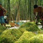 Foto: Para petani tembakau di Kabupaten Sumenep, pasca panen. (Foto: dok. wartazone.com)
