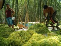 Foto: Para petani tembakau di Kabupaten Sumenep, pasca panen. (Foto: dok. wartazone.com)