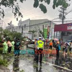 Foto: TRC BPBD Jember dibantu relawan, dan TNI/Polri saat mengevakuasi pohon tumbang di Jalan Ahmad Yani, Kecamatan Kaliwates.