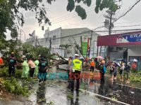 Foto: TRC BPBD Jember dibantu relawan, dan TNI/Polri saat mengevakuasi pohon tumbang di Jalan Ahmad Yani, Kecamatan Kaliwates.