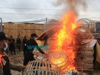 Foto: kobaran api pagupon yang dirobohkan paksa oleh petugas gabungan tiga pilar kecamatan Tambaksari dan Polrestabes Surabaya.