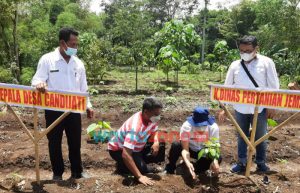Tanam Porang, HKTI Jember: Solusi Tingkatkan Ekonomi Petani