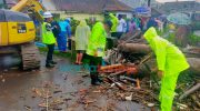 Foto: Tim siaga bencana Polres Batu, saat melaksanakan pembersihan material kayu penyebab meluapnya sungai Ledok di Dusun Banaran, Desa Bumiaji, Kecamatan Bumiaji, Kota Batu.