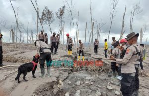 Optimalkan Pencarian Jenasah Korban Erupsi Semeru, Polri Terjunkan Belasan Anjing Pelacak