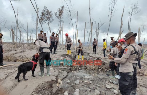 Foto: Mabes Polri saat mengerahkan belasan ekor anjing pelacak dalam operasi pencarian korban guguran awan panas Gunung Semeru.