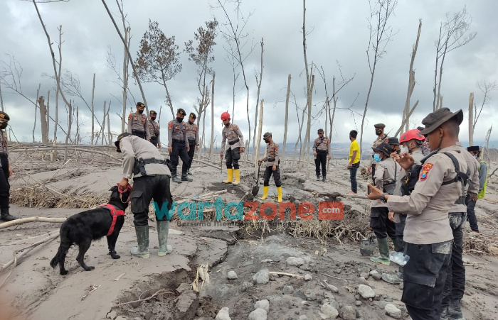 Foto: Mabes Polri saat mengerahkan belasan ekor anjing pelacak dalam operasi pencarian korban guguran awan panas Gunung Semeru.