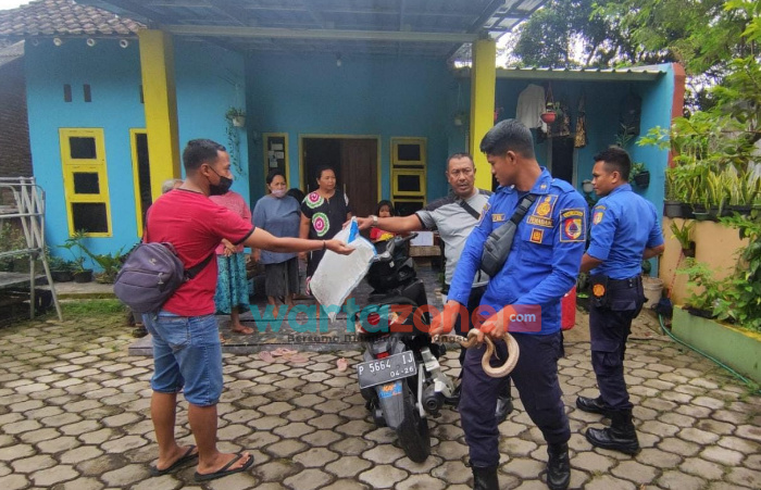 Foto: Petugas Pemadam Kebakaran Pemkab Jember, Anggota Mako regu B mengevakuasi ular kobra di salah satu rumah warga, Lingkungan Kreongan, Kelurahan/Kecamatan Patrang, Selasa (4/1/2021).