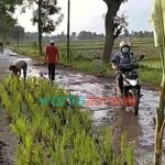 Foto: Tampak potongan video jalanan rusak, warga tanami padi dipinggir jalan, Kamis (6/1/2022).