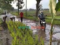 Foto: Tampak potongan video jalanan rusak, warga tanami padi dipinggir jalan, Kamis (6/1/2022).