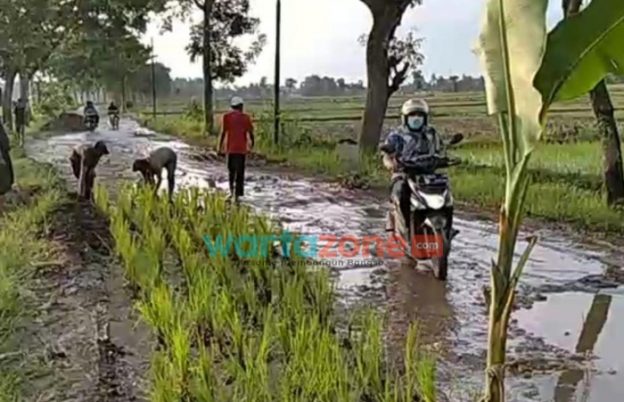 Foto: Tampak potongan video jalanan rusak, warga tanami padi dipinggir jalan, Kamis (6/1/2022).