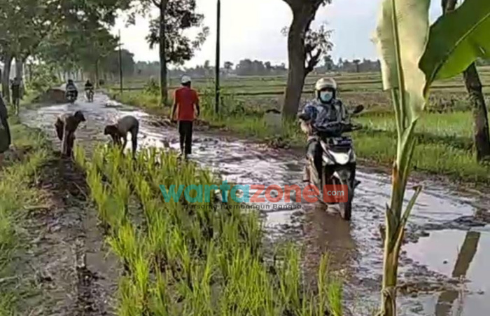 Foto: Tampak potongan video jalanan rusak, warga tanami padi dipinggir jalan, Kamis (6/1/2022).