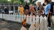 Caption: Sejumlah pengunjung saat melihat beberapa koleksi satwa yang ada di Jember Mini Zoo, Rabu (12/1/2022).