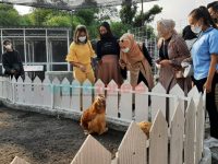 Caption: Sejumlah pengunjung saat melihat beberapa koleksi satwa yang ada di Jember Mini Zoo, Rabu (12/1/2022).